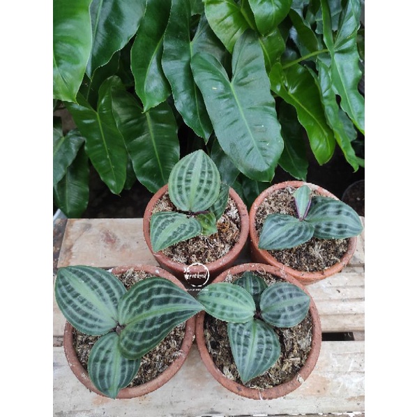 Pacing Kura / Tanaman Hias Pacing kura / Geogenanthus Poeppigii