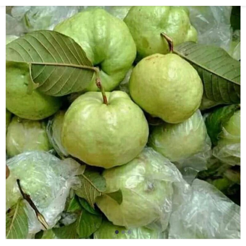 

promoJambu kristal murah