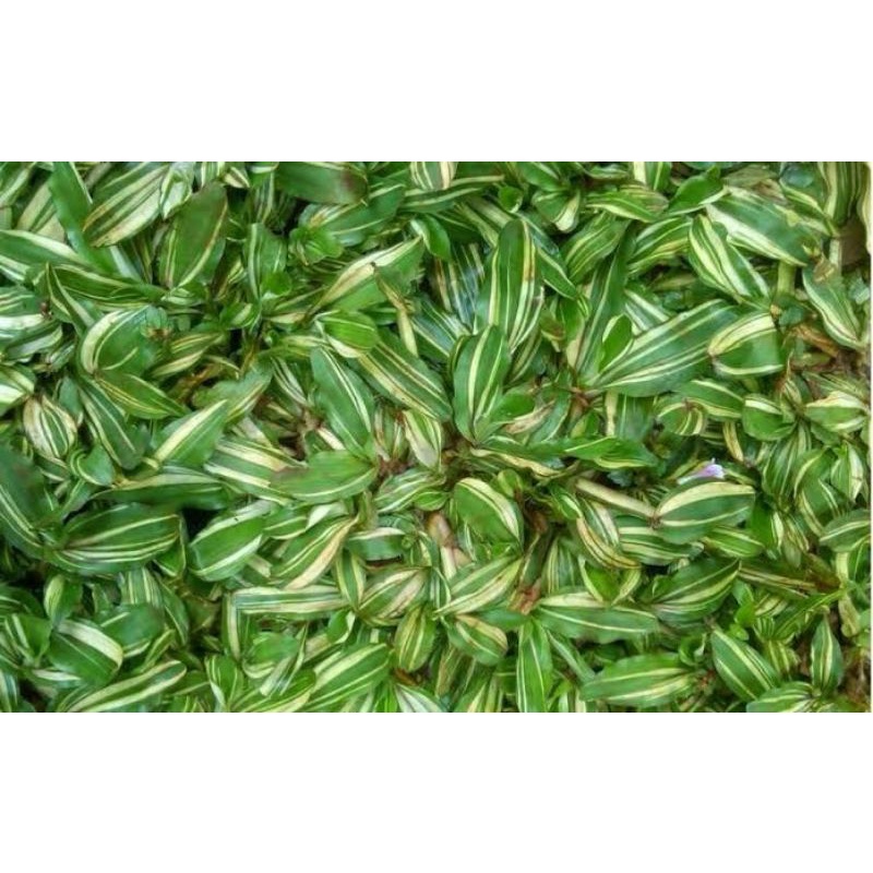 RUMPUT GAJAH MINI VARIGATA / RUMPUT HIAS VARIGATA