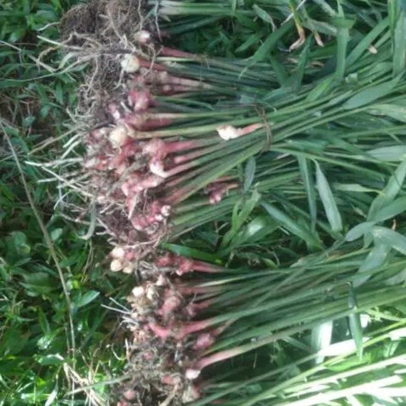 Bibit jahe merah super berdaun dan berakar