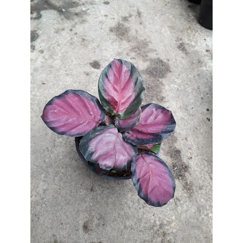 bunga calathea crimson rumpun