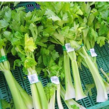 (isi 30) Benih SELEDRI Amigo Unggul - Bibit Biji Sayur-1