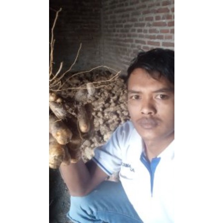 BIBIT UMBI GEMBILI JAHE KETAN