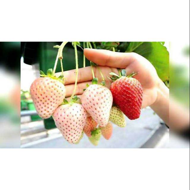 Bibit tanaman strawberry putih impor / white strawberry