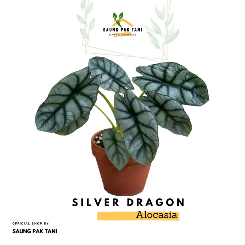 Alocasia Silver Dragon