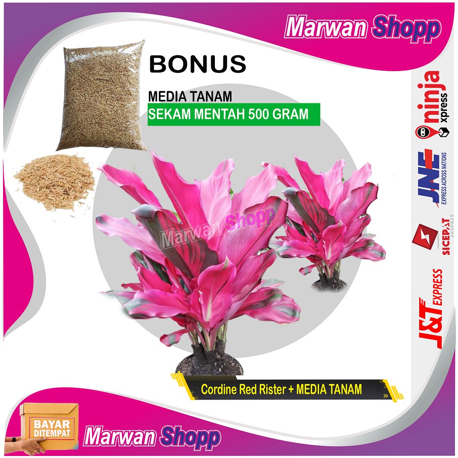 

Cordine Red Sister HANJUANG + BONUS SEKAM 500 GRAM MARWAN SHOPP