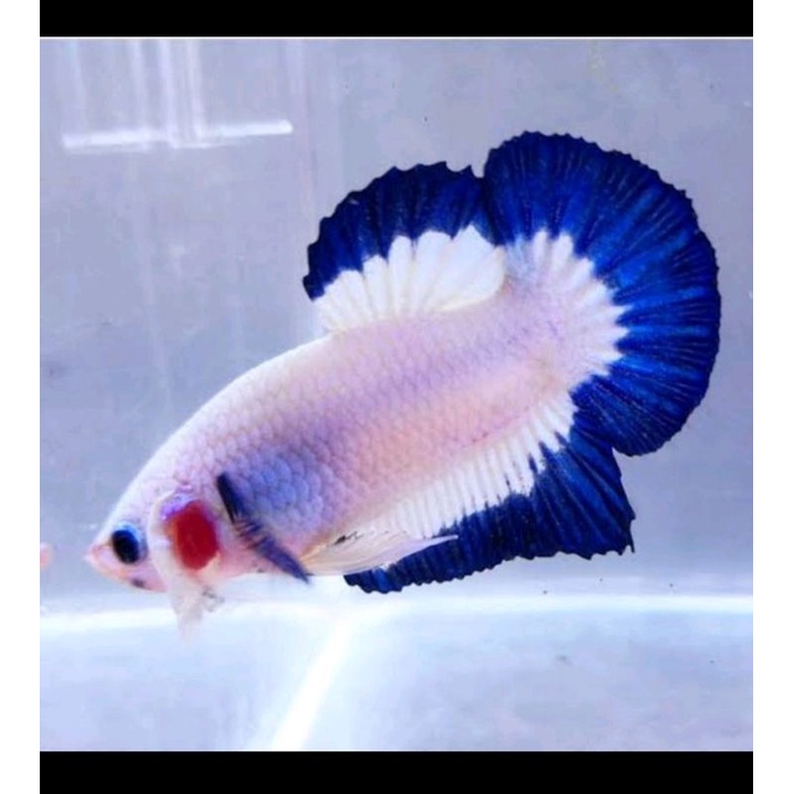 Ikan Cupang Blue Rim Thailand