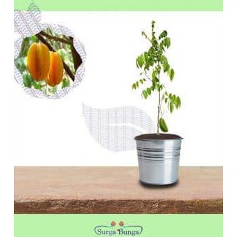 BIBIT TANAMAN BUAH BELIMBING BANGKOK MERAH LAPAK TERBAIK