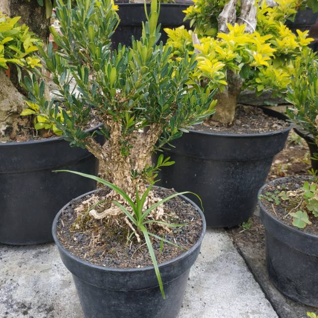 Bahan Bonsai Buxus