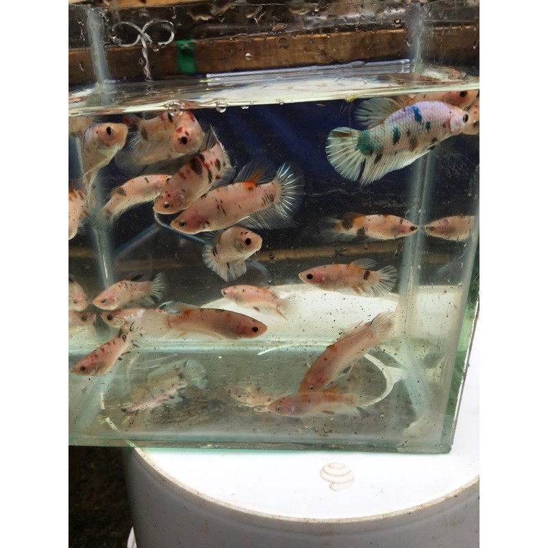 Cupang Bahanan giant Multicolour, koi galaxy, Nemo