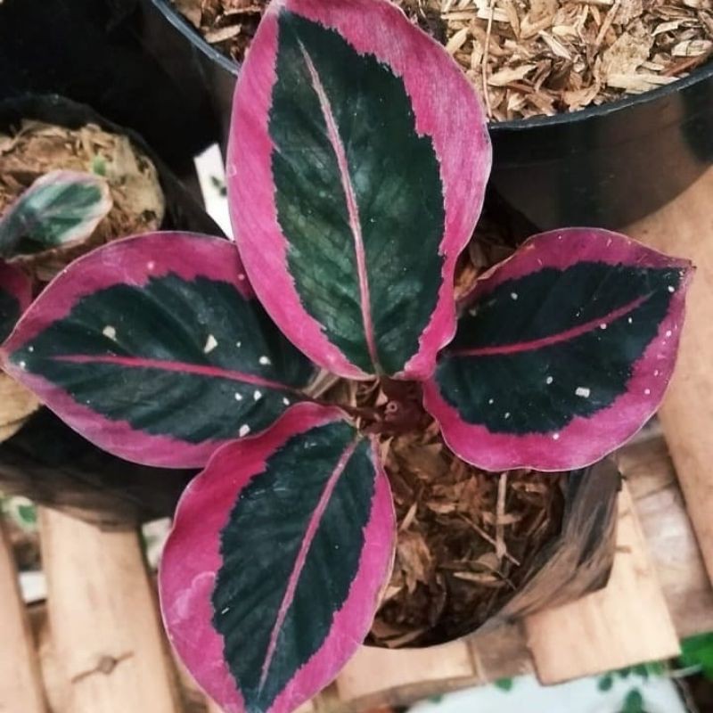 Tanamn hias Calathea Sintia Pink - calathea cyntia pink - calathea sintia pink
