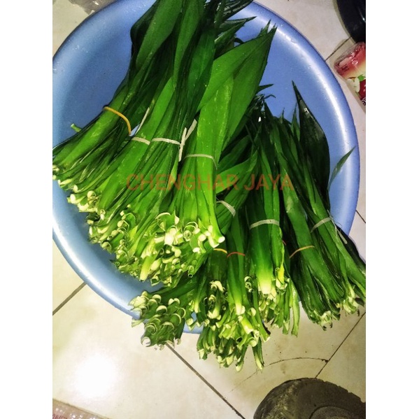 

DAUN SUJI SEGAR ISI 30 lembar