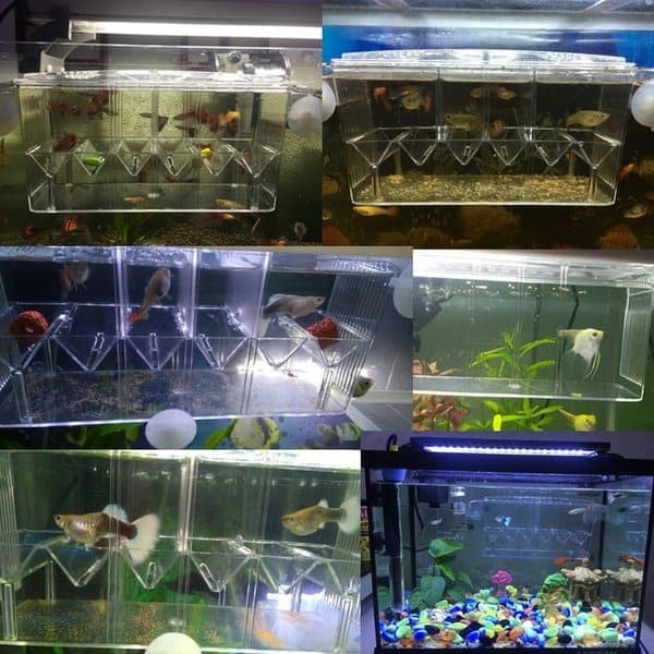 Aquarium Box Acrylic  Breeding Box Internal XL Guppy Molly Fish Wadah Karantina Isolation Ikan