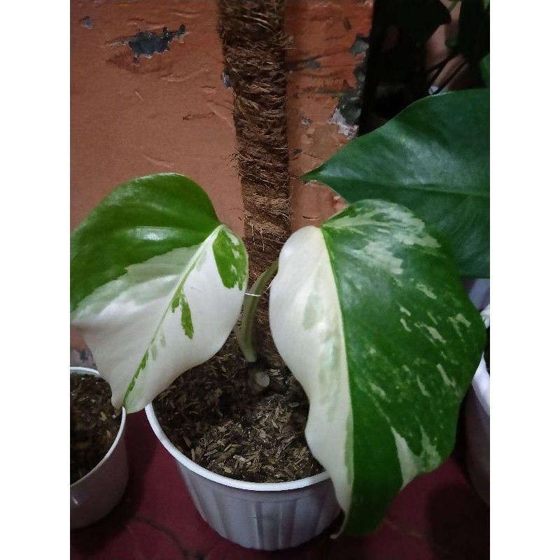 Tanaman monstera Varigata halfmoon