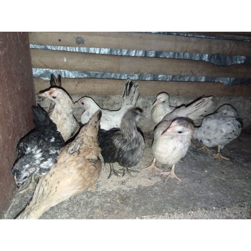 anak ayam kate hias 3 bulan