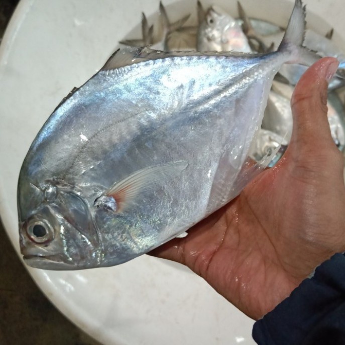

Ikan Kuwe Segar Fresh - 1Kg