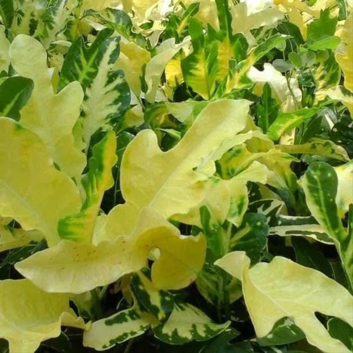 tanaman hias puring bulan - pohon puring terang bulan