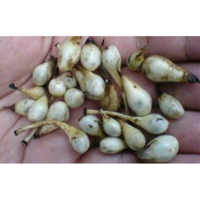 

BUAH MARASI ATAU LEMBA PENGUBAH RASA APAPUN JADI MANIS MIRACLE FRUITS PINANG PUYUH