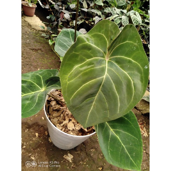 Anthurium Dressleri x Anthurium Forgetii