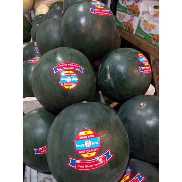 

semangka baby black seedless