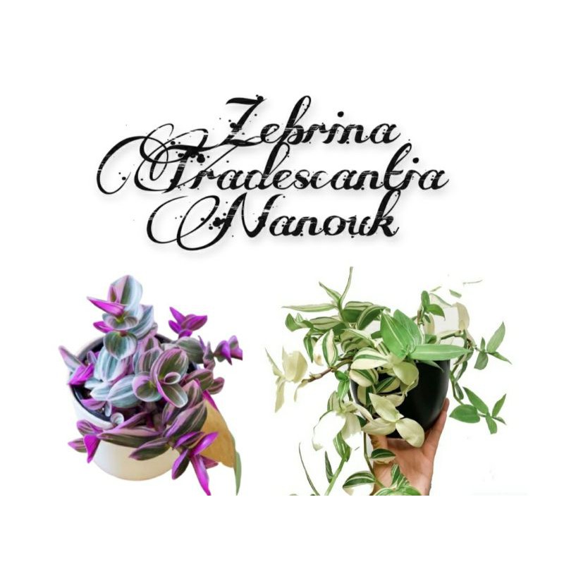 Tanaman Zebrina Tradescantia Nanouk {PRODUK TERBARU