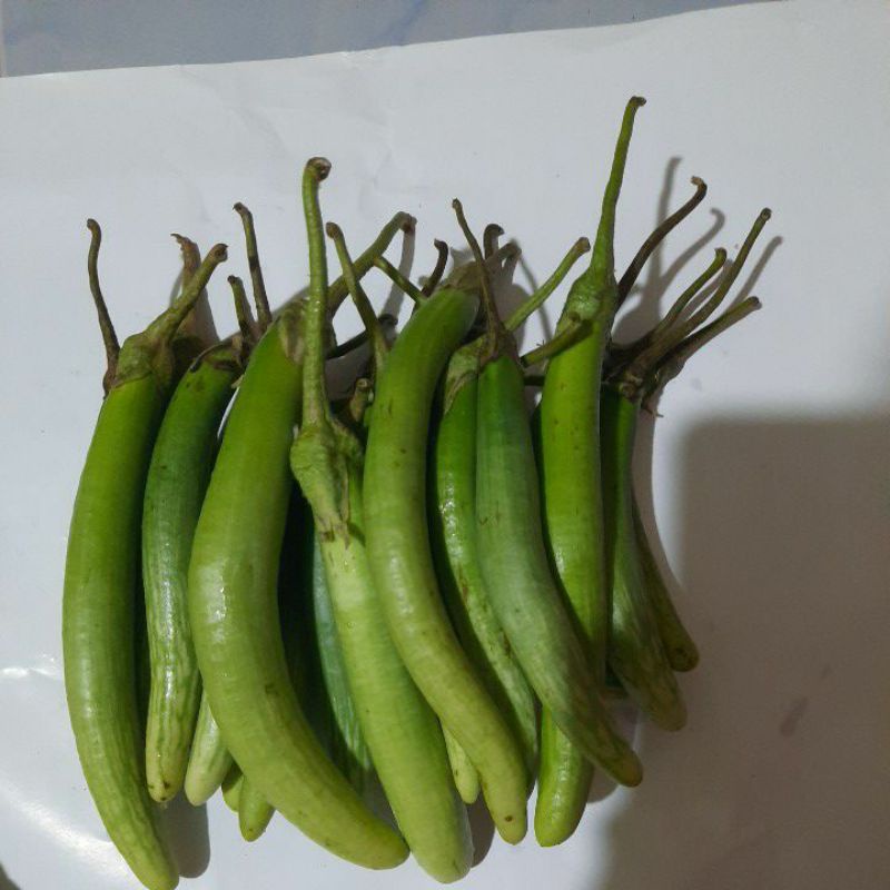 

TerongSumatera