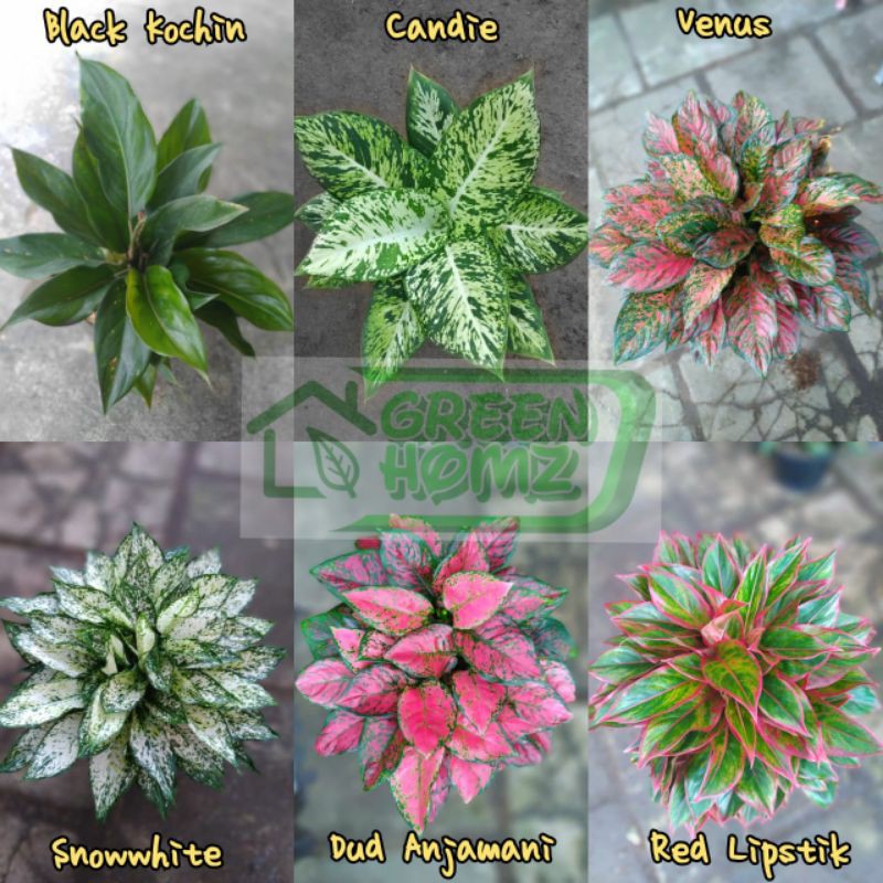 Aglonema anakan paket 6 jenis tanaman bunga hias