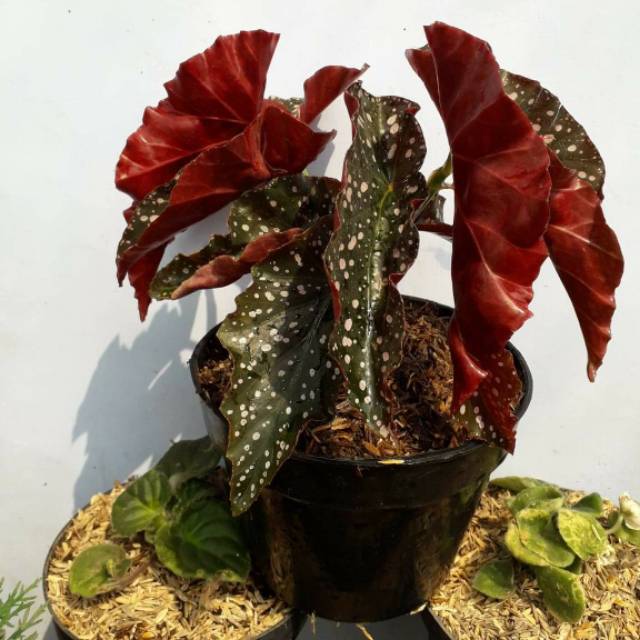 Tanaman hias daun begonia polkadot merah