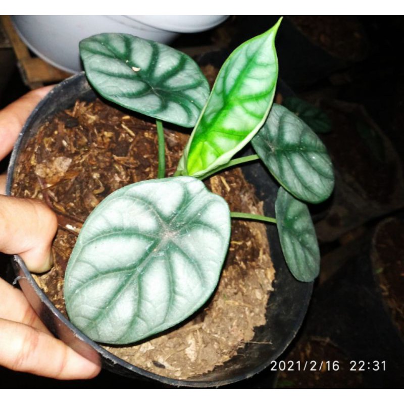 Keladi tengkorak alocasia dragon silver