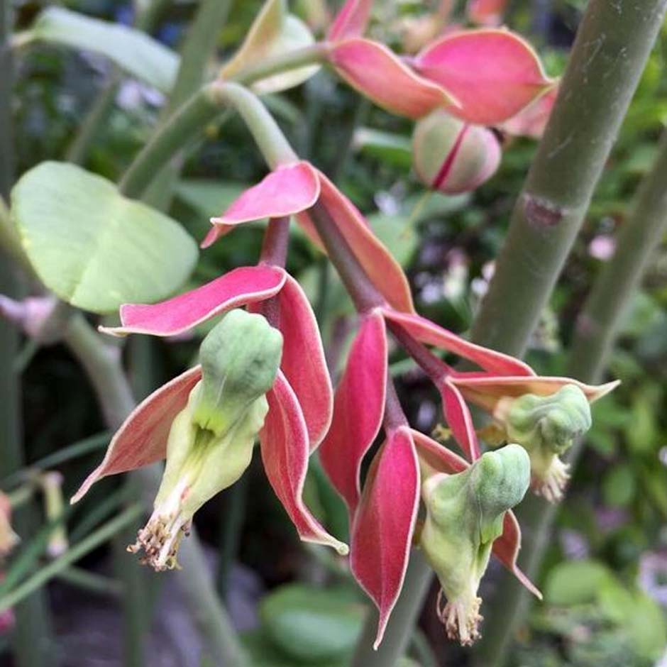 Tanaman Hias Cucak Rowo