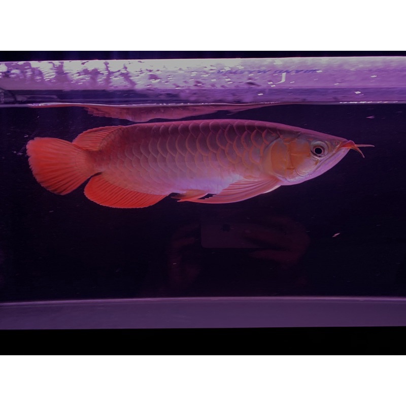 Arwana Super Red ITL