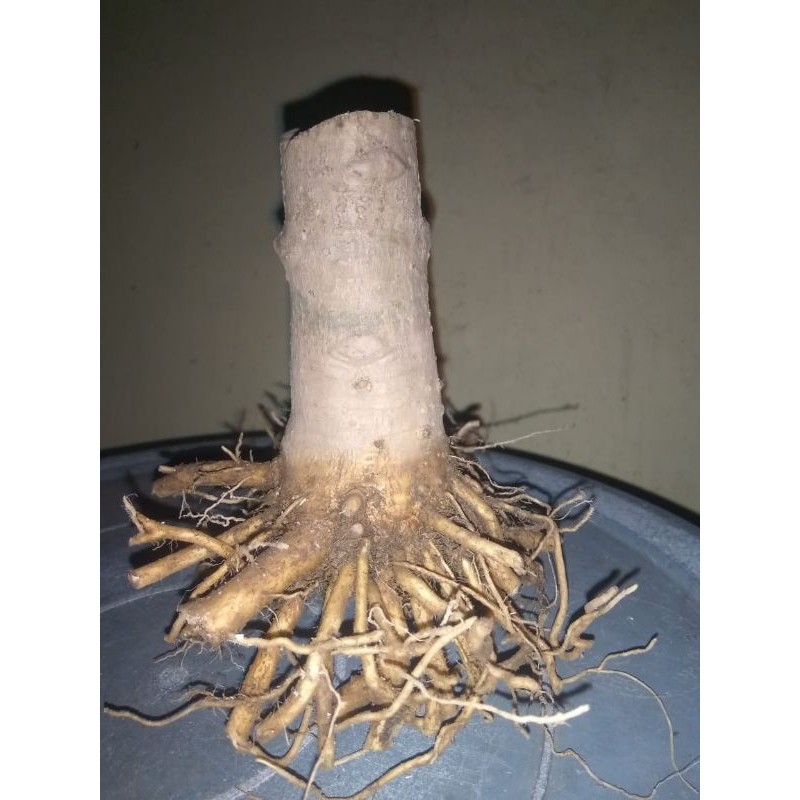 bahan Bonsai Anting Putri akar keliling