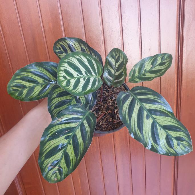calathea makoyana import