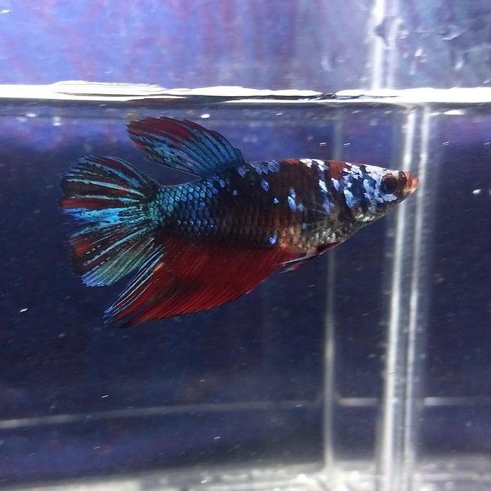 Hiasan cupang Female HM Galaxy Multi