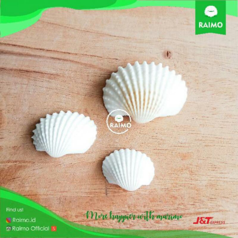Cangkang Kerang Hias Putih Aksesoris Aquascape Aquarium