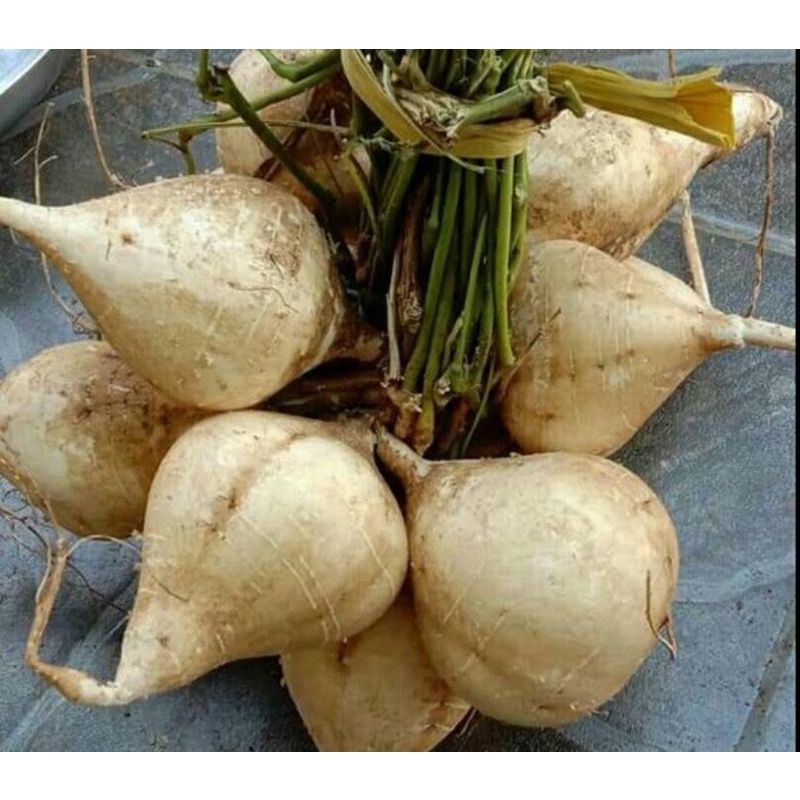 

RB BUAH BENGKOANG BENGKUANG FRESH