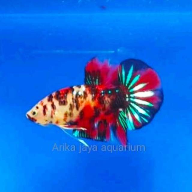 Size M Ikan Cupang Jantan Mix Koi Galaxy Multi Emerald Nemo Candy Cupang Hias Shopee Indonesia