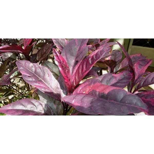

250 GR / DAUN UNGU / DAUN HANDEULEUM / DAUN WUNGU / DAUN OBAT HERBAL ( DAUN SEGAR )