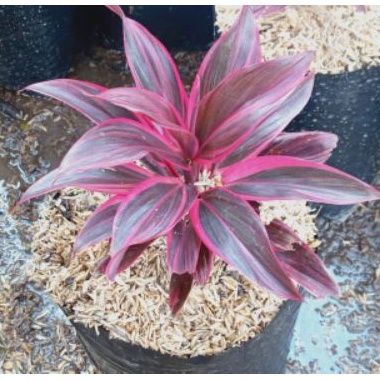 tanaman hias hanjuang mini/hanjuang merah