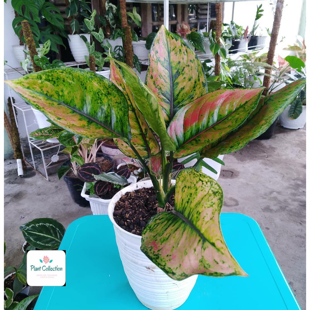 TANAMAN HIAS AGLAONEMA HENGHENG