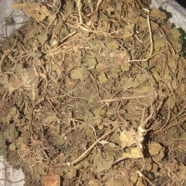 

Daun Pegagan Kering