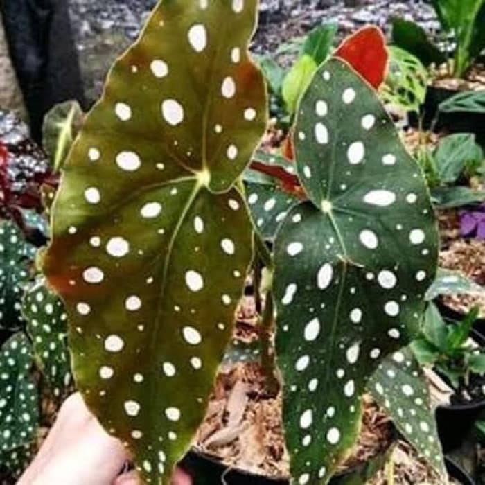 Tanaman Hias Begonia Polkadot