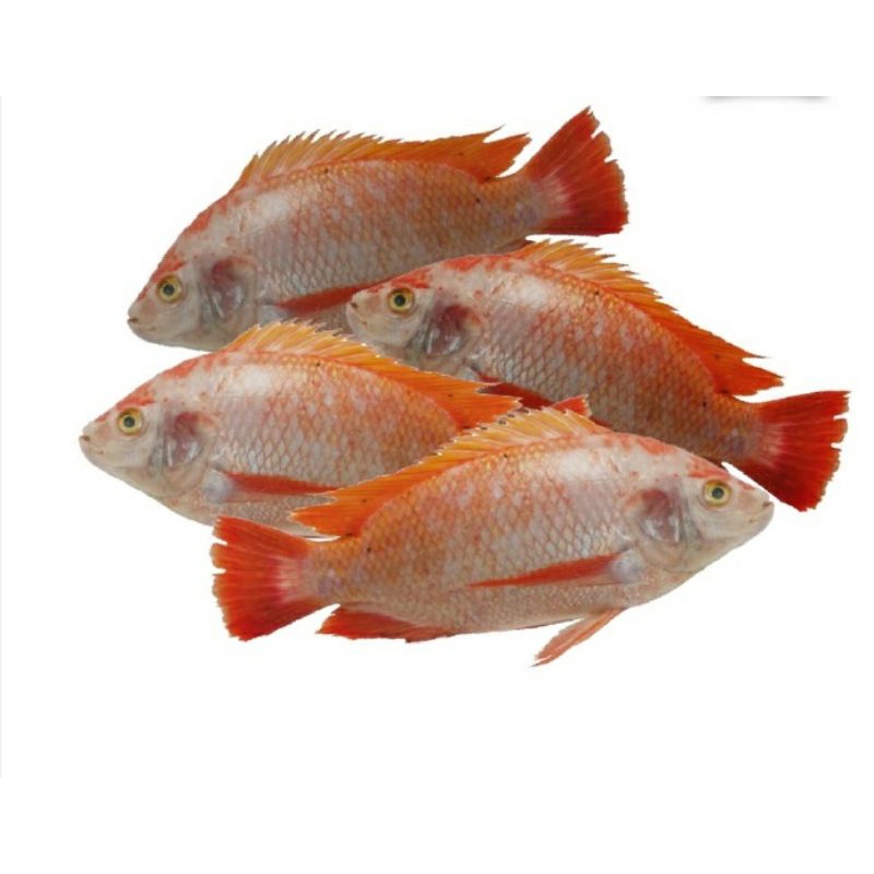 

ikan nila/ikan nila merah/ikan segar,ikan air tawar/ikan fresh 500gram