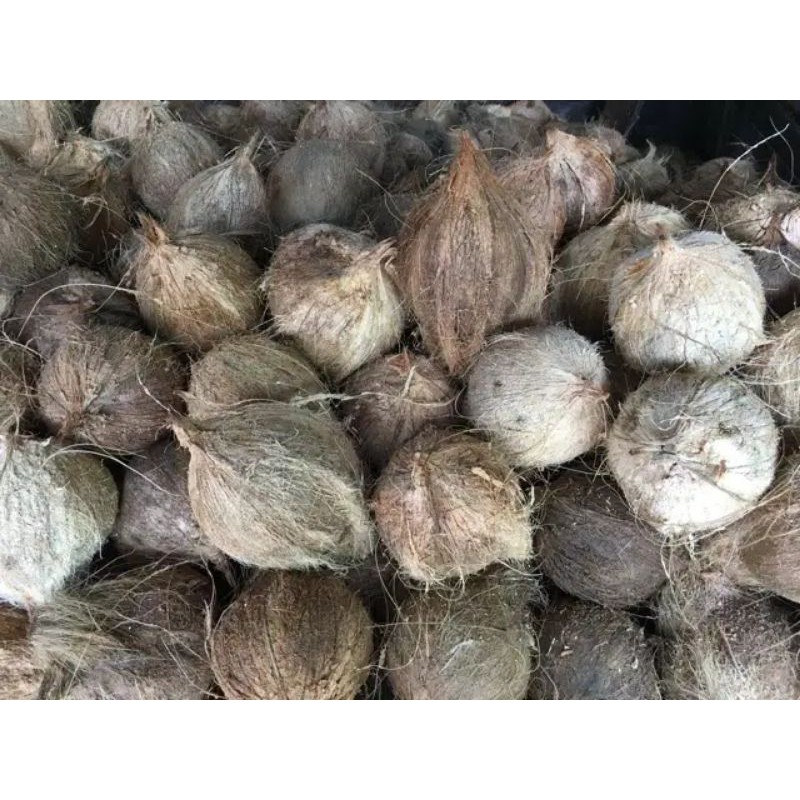 

kelapa butiran