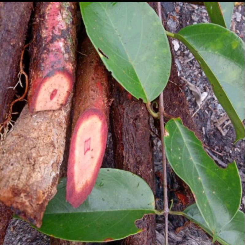 

RK01 Akar Kayu Bajakah Tampala Kering Siap Seduh Obat Tumor dan Kanker 100% Asli Kalimantan