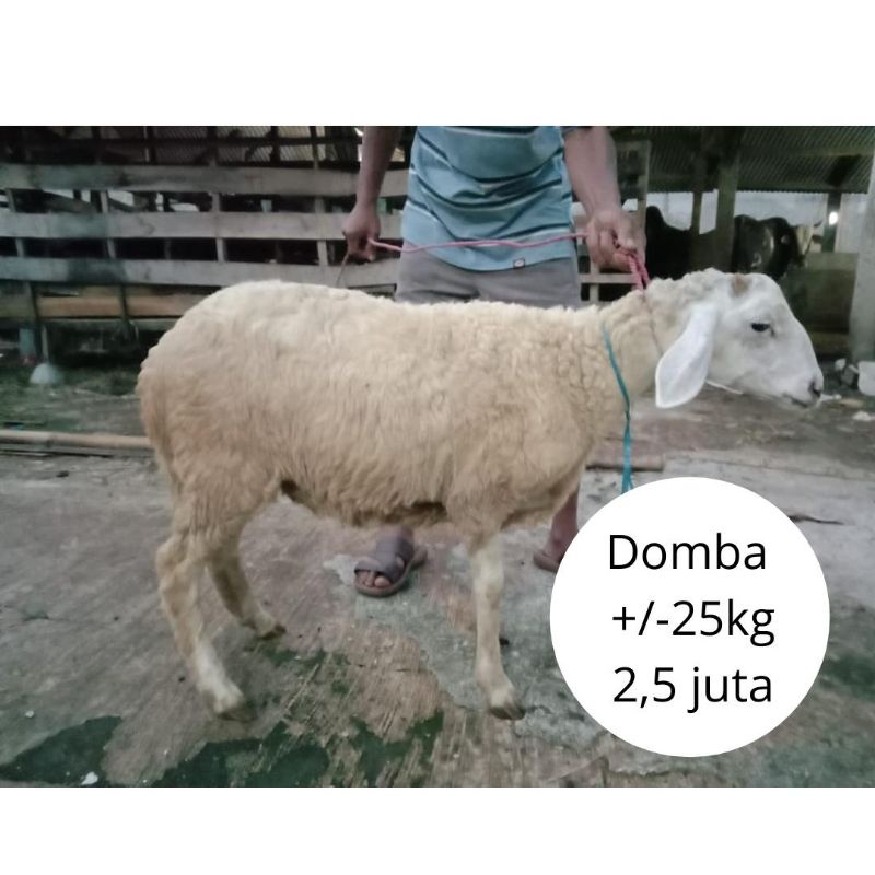 [DP 30%] Kurban Qurban 2021 1442 H Domba/Kambing/Sapi Free Perawatan dan Ongkir Jabodetabek