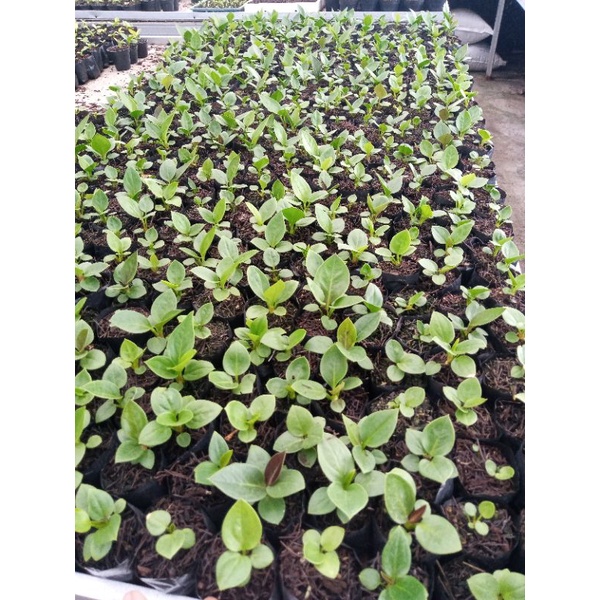 bibit jemani mangkok