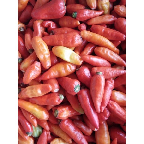 

cabai rawit merah petik 1000.g