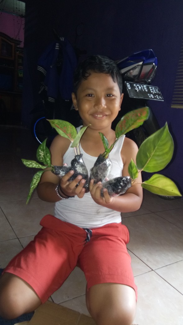 Tanaman Hias Bibit Agloenema
