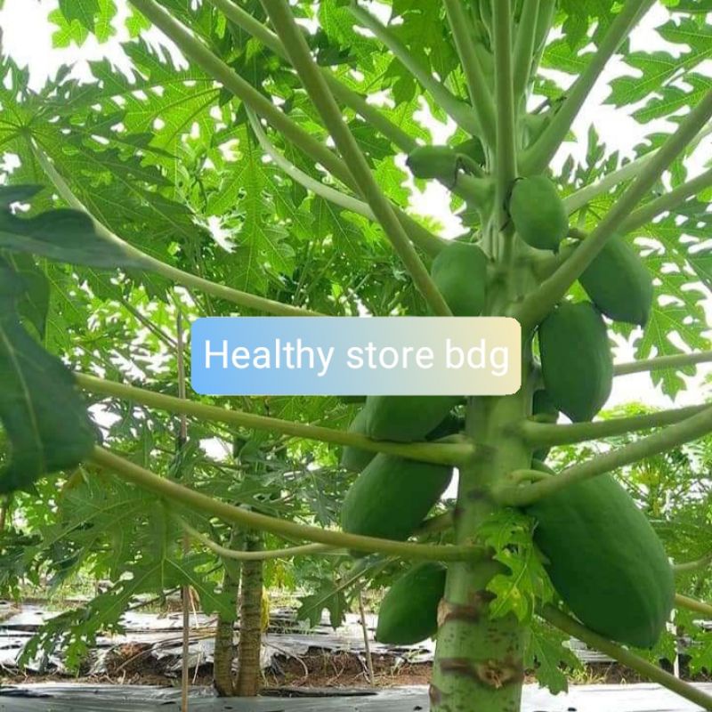 

Khusus Jual Batang Dahan Pepaya Hijau Segar 6 Batang